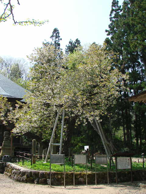 会津　法用寺 虎の尾桜 写真