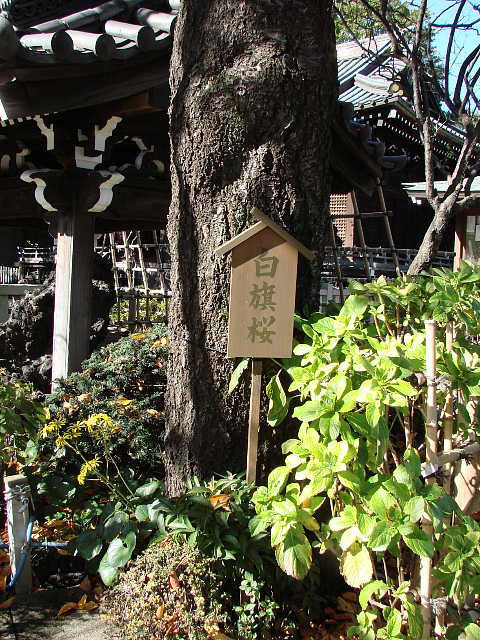 文京区　白山神社