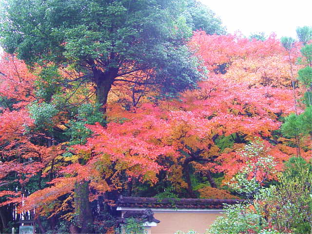 京都 地蔵院 