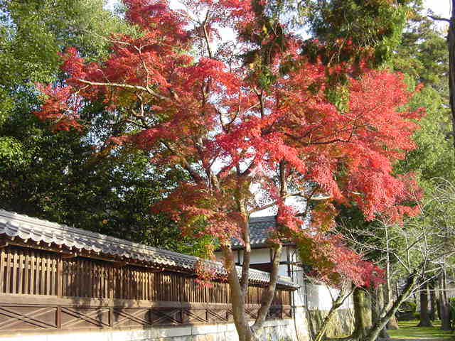 吉香神社 紅葉
