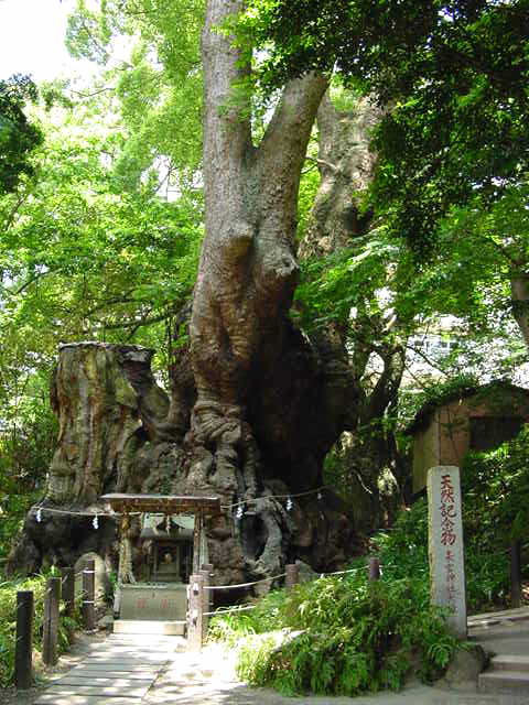 来宮神社 樹齢２０００年の大楠 写真