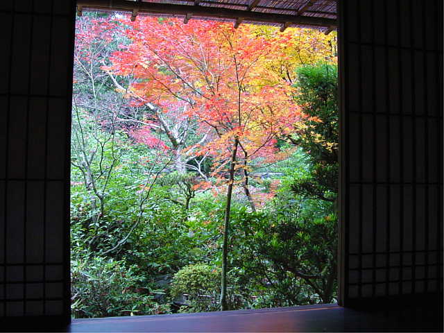 大徳寺　高桐院 書院意北軒からの紅葉 写真