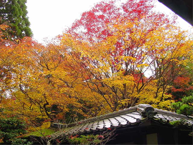 大徳寺　高桐院 写真
