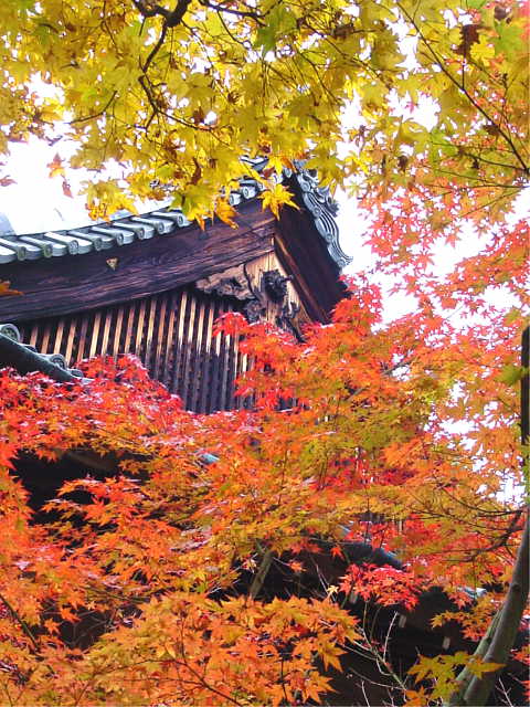 大徳寺　高桐院 紅葉 写真