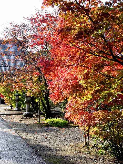 京都 光明寺 御影堂と紅葉
