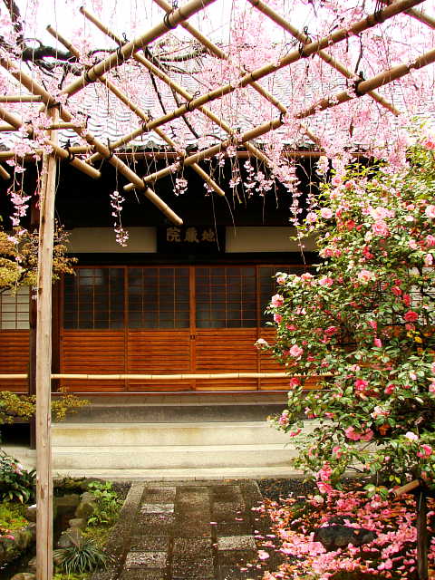 京都　地蔵院（椿寺）本堂 写真