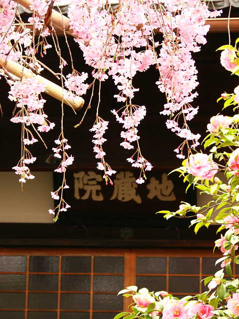 京都　地蔵院（椿寺）本堂 写真