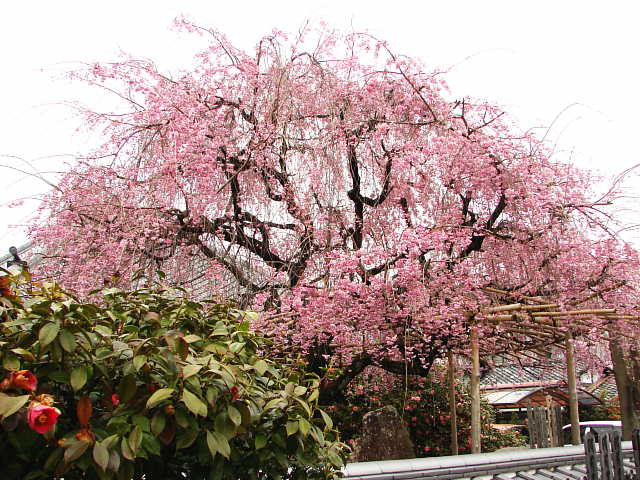 京都　地蔵院（椿寺） 桜 写真