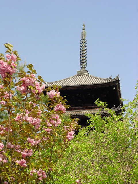 御室　仁和寺 御室桜と五重塔 写真