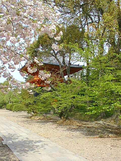 御室　仁和寺 鐘楼と御室桜 写真