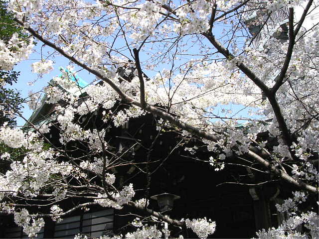 桜木神社 写真