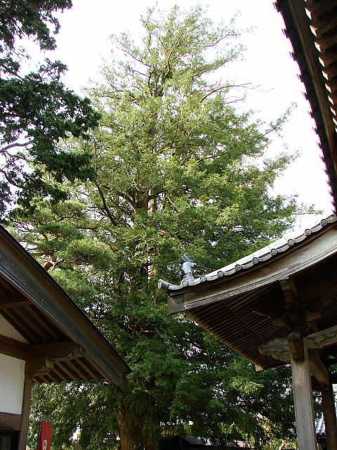 日野　石田寺 カヤの木 写真