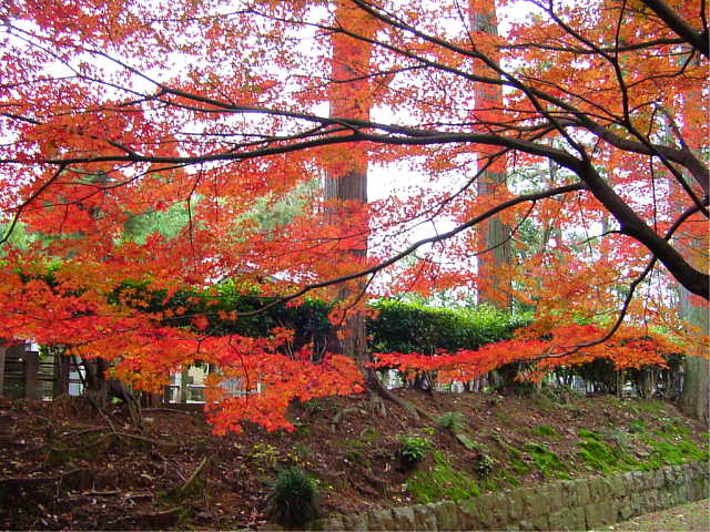 京都　真如堂　真正極楽寺 紅葉