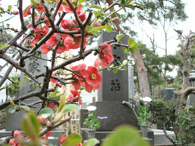 三鷹 禅林寺 太宰治の墓 写真