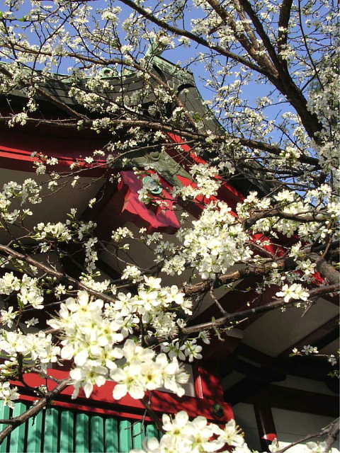 筑土八幡神社の桜 写真